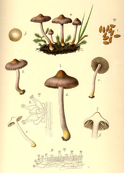 Inocybe lilacina