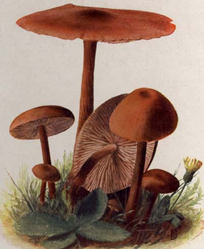 Laccaria laccata