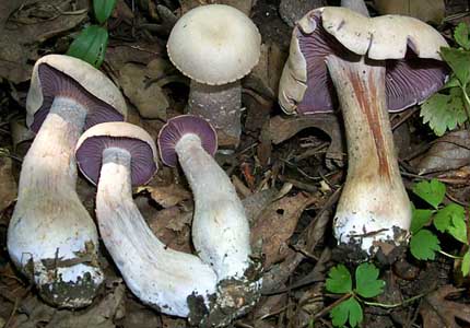 Laccaria ochropurpurea