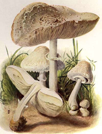 Chlorophyllum molybdites