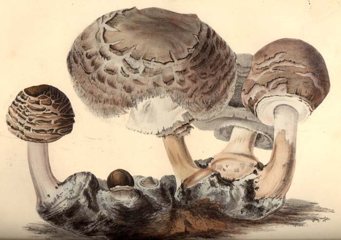 Lepiota rachodes