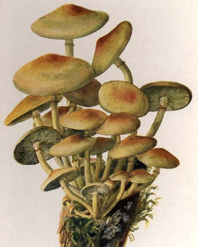 Hypholoma fasciculare