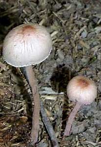 Panaeolus