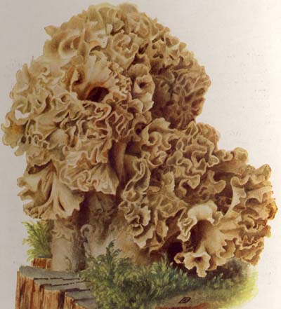 Sparassis crispa