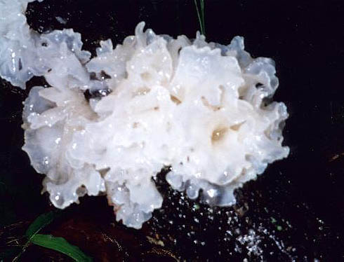 Tremella fuciformis