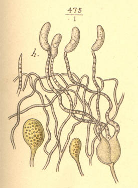 Tremella