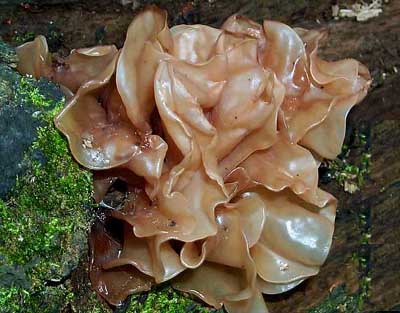 Tremella foliacea