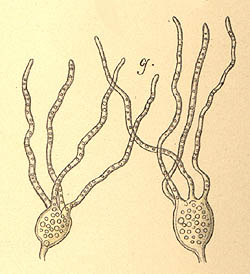 Tremella