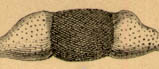 Zygomycetes