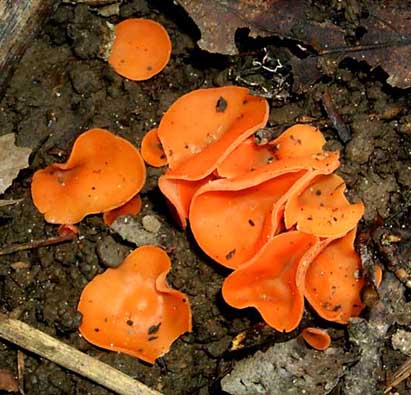 Aleuria aurantia