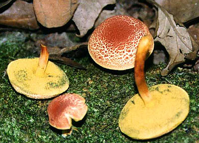 Boletus fraternus