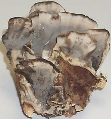 Bjerkandera adusta