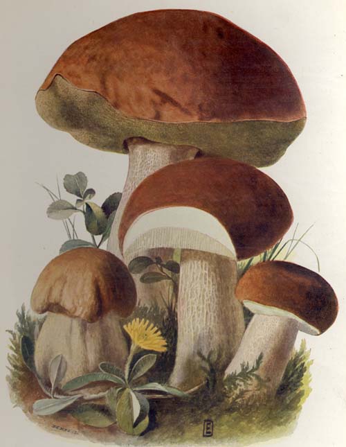 Boletus edulis