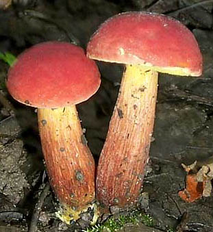 Boletus campestris