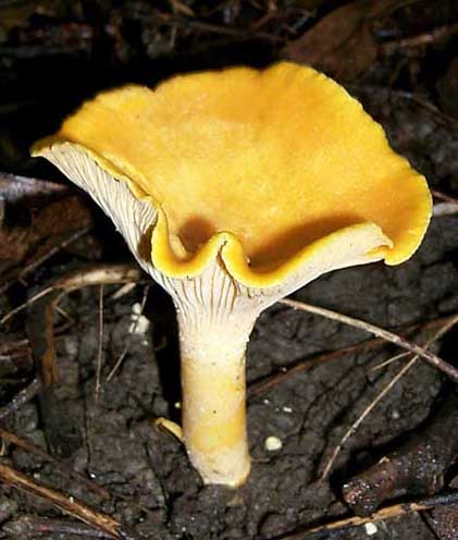 Cantharellus cibarius
