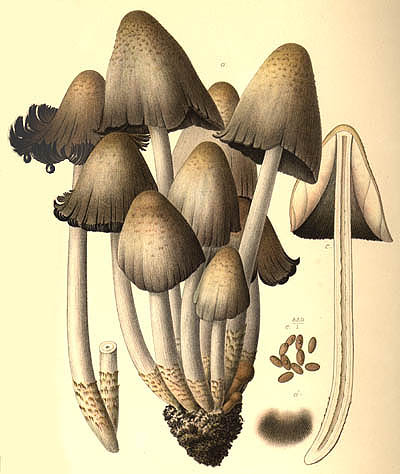Coprinus