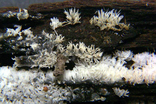 Ceratiomyxa fruticulosa