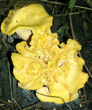 Cantharellus CH1