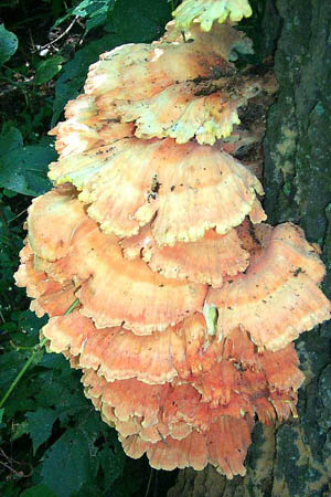 Laetiporus sulphureus