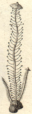 Collybia racemosa