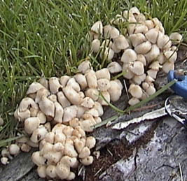 Coprinus