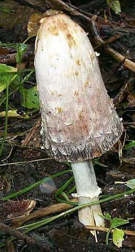 Coprinus comatus