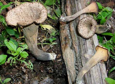 Craterellus fallax