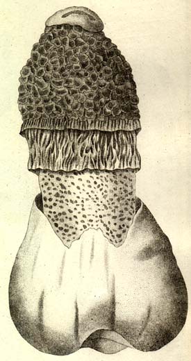 Dictyophora duplicata