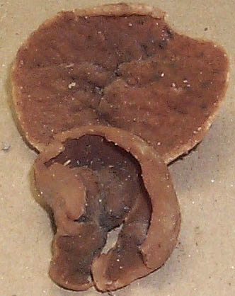 Discina perlata