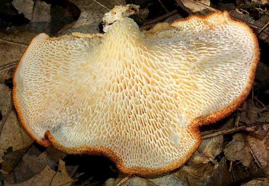 Favolus alveolaris