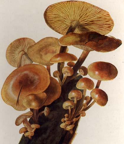 Flammulina velutipes