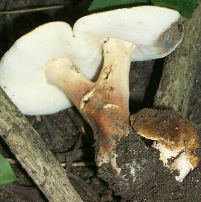 Gyroporus castaneus