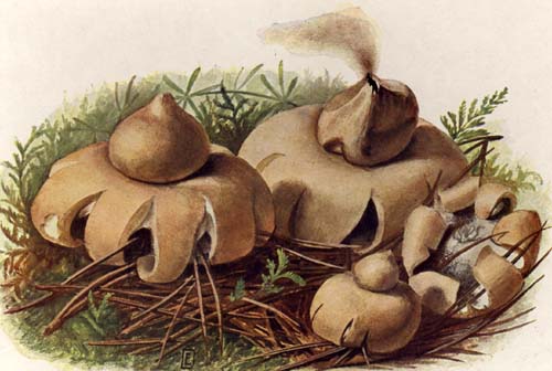 Geastrum fimbriatum