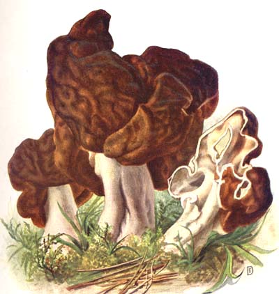 Gyromitra esculenta