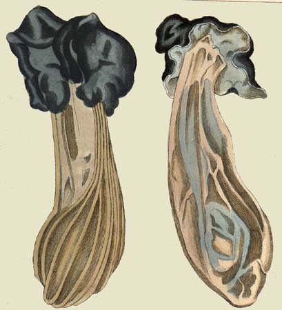 Helvella lacunosa