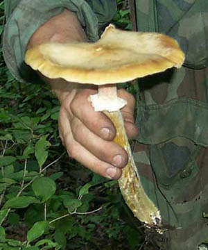 Armillaria mellea