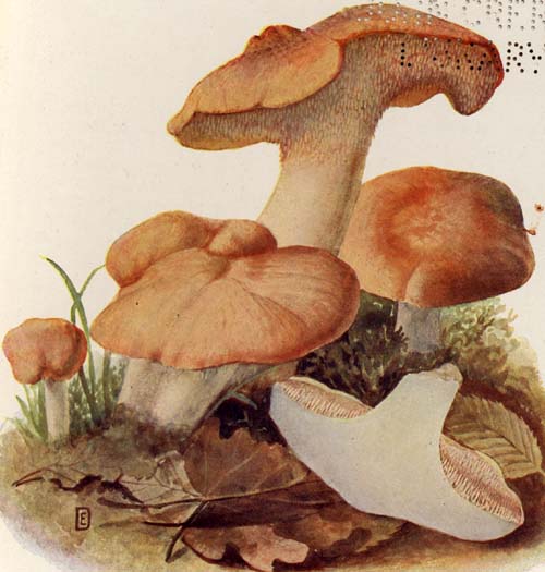 Hydnum repandum