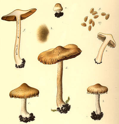 Inocybe pyriodora