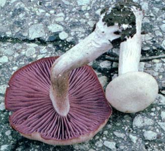 Laccaria ochropurpurea