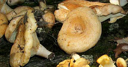 Lactarius psammicola