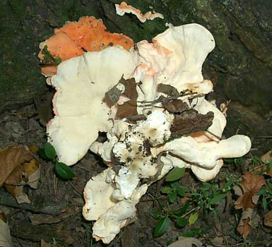 Laetiporus cincinnatus
