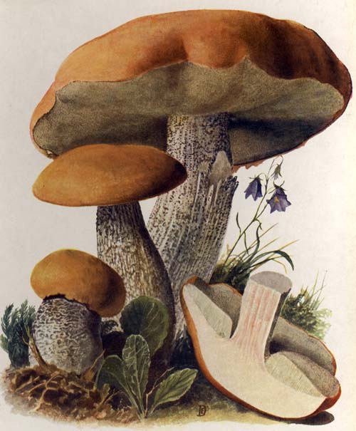 Leccinum aurantiacum