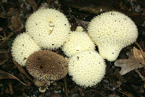 Lycoperdon echinatum