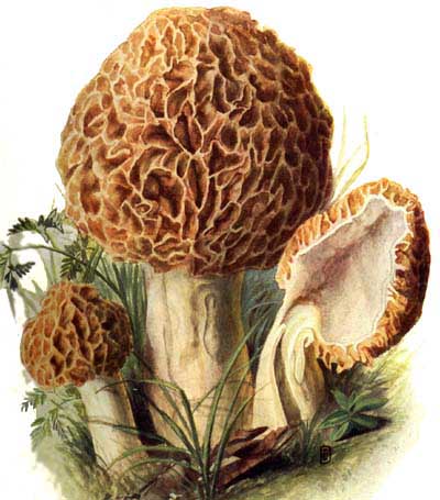 Morchella esculenta