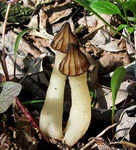 Morchella semilibera