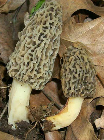 Morchella esculenta
