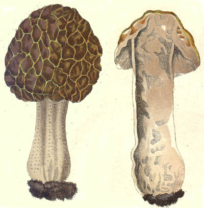 Morchella semilibera