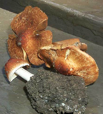 Inocybe