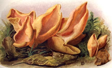 Otidea leporina