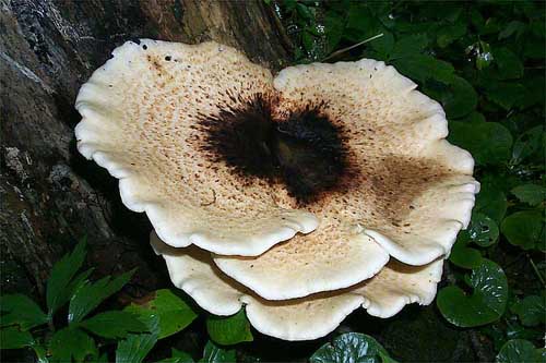 Polyporus squamosus